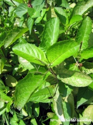 Ruellia tuberosa leaf4.JPG